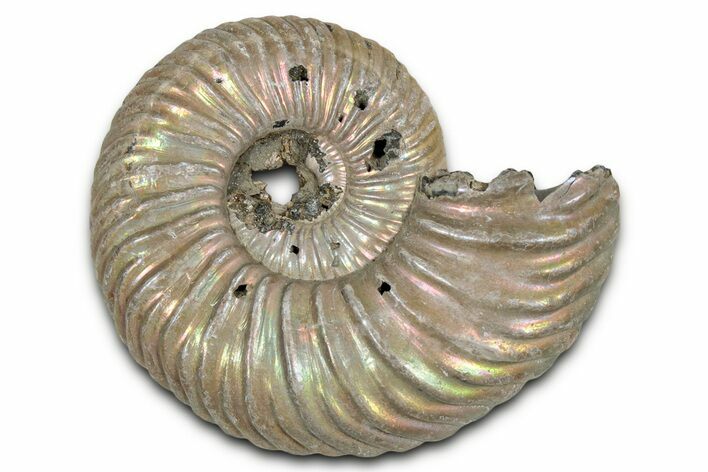 Iridescent, Pyritized Ammonite (Quenstedticeras) Fossil - Russia #336226